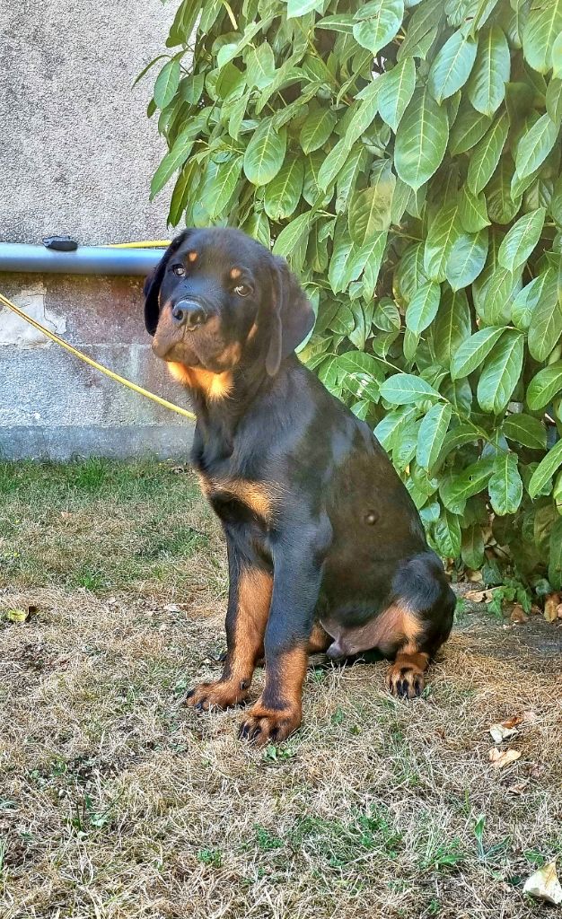 Des Nymbes Noires Et Feux - Chiots disponibles - Rottweiler